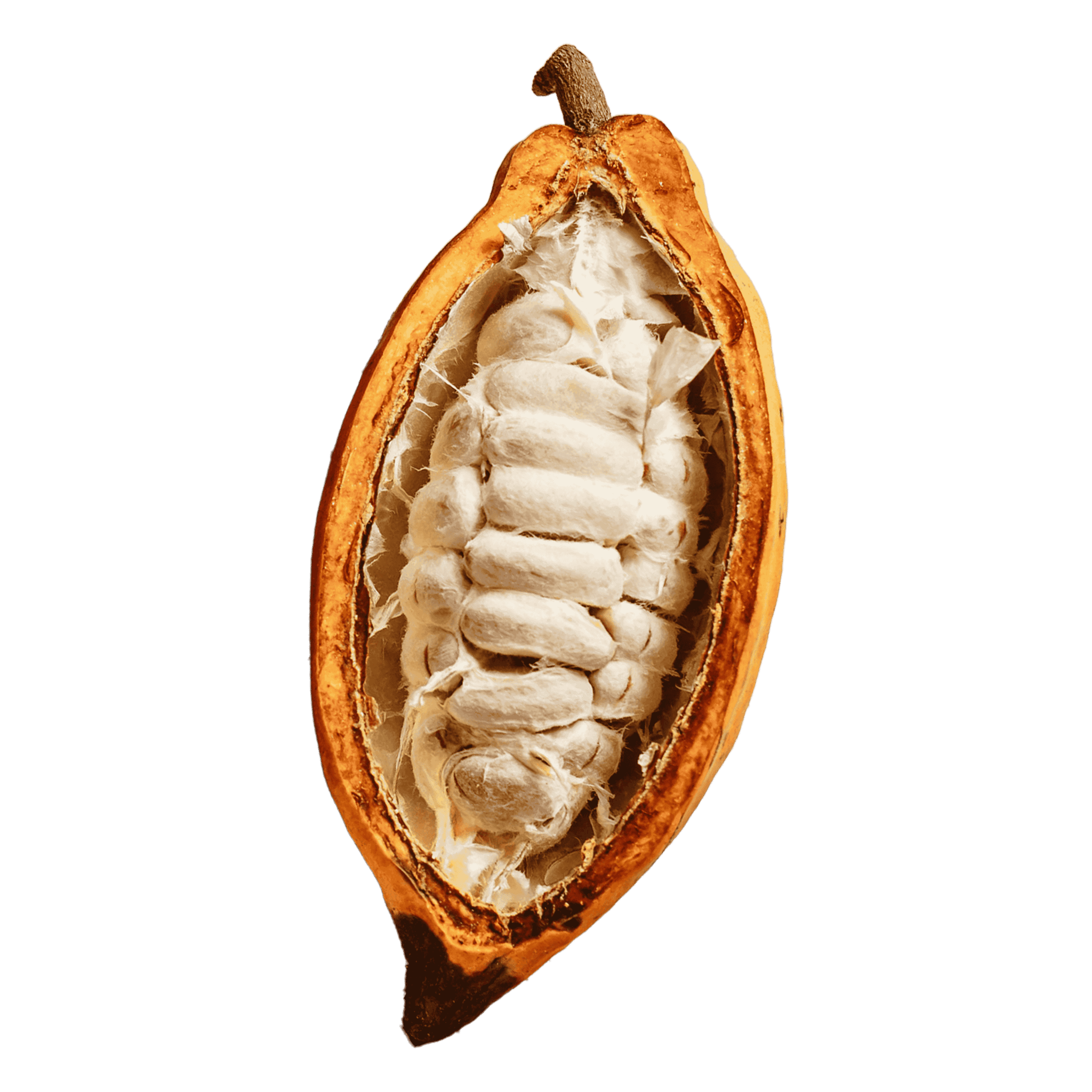 CACAO_Fruit