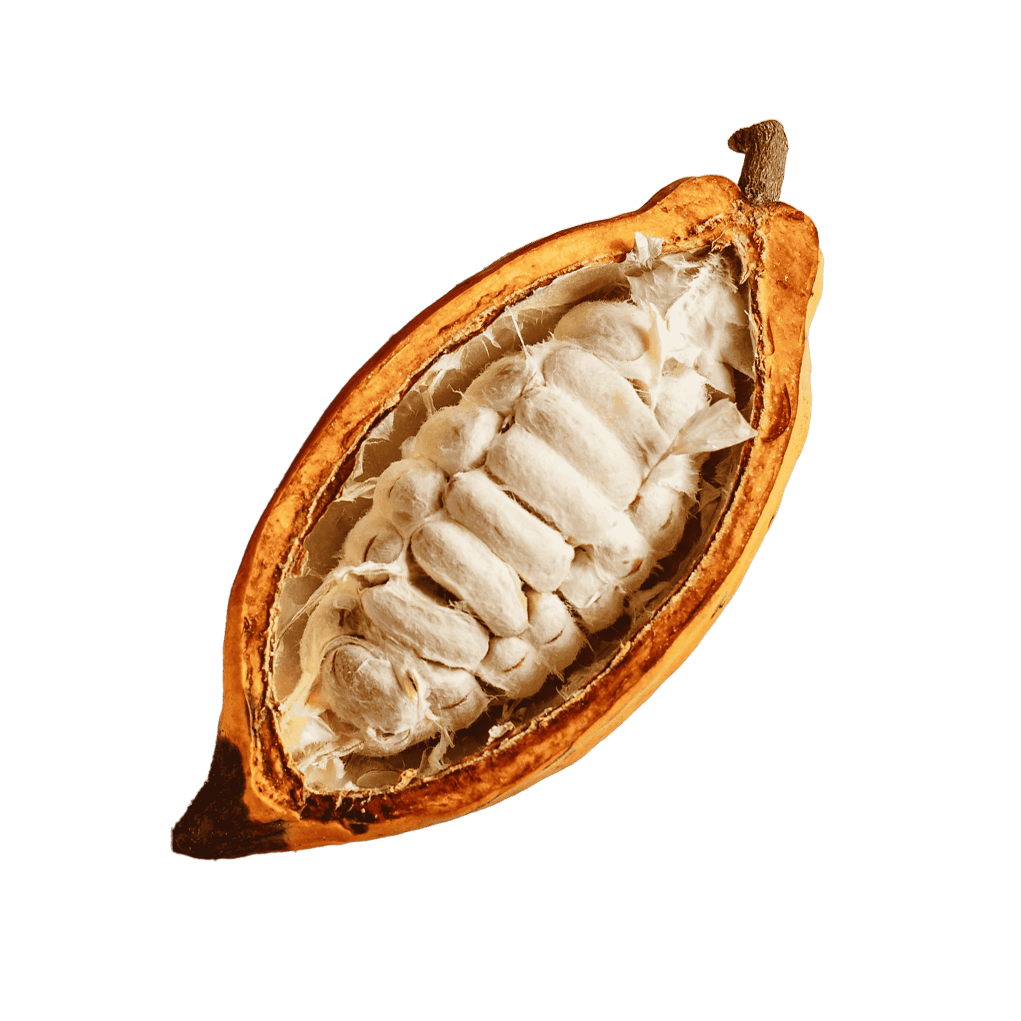 CACAO_Fruit_3