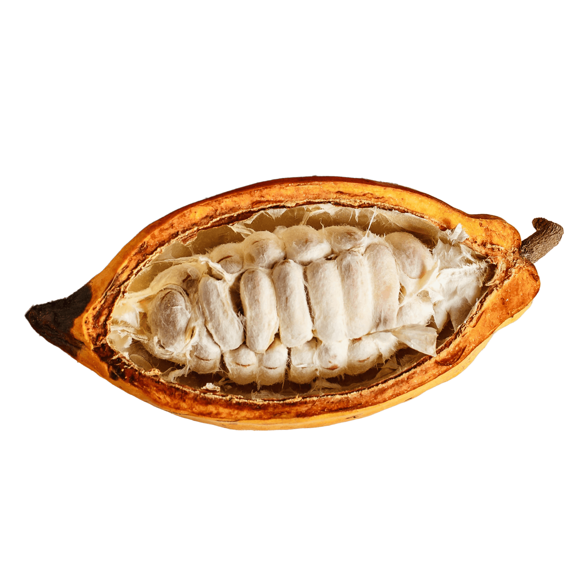 CACAO_Fruit_5