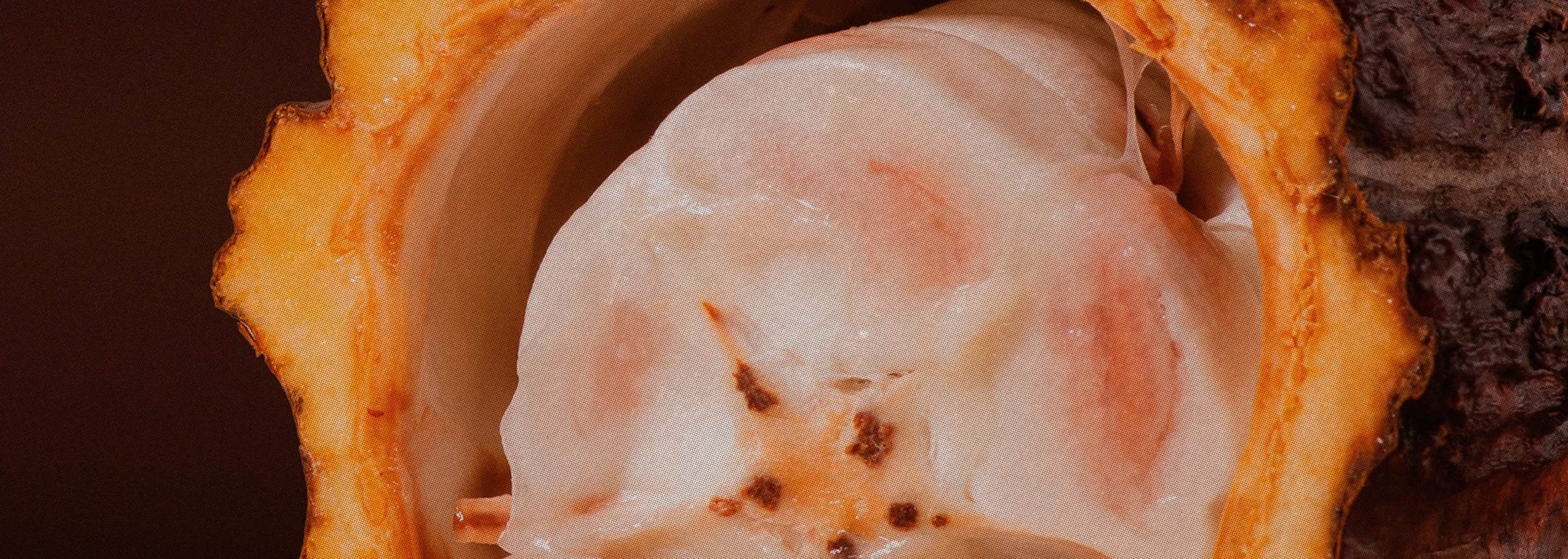 about_the_science_the_power_of_cacao_B - The Conscious Bar