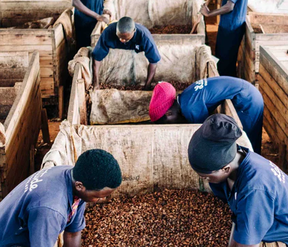 Explore Uganda Cacao