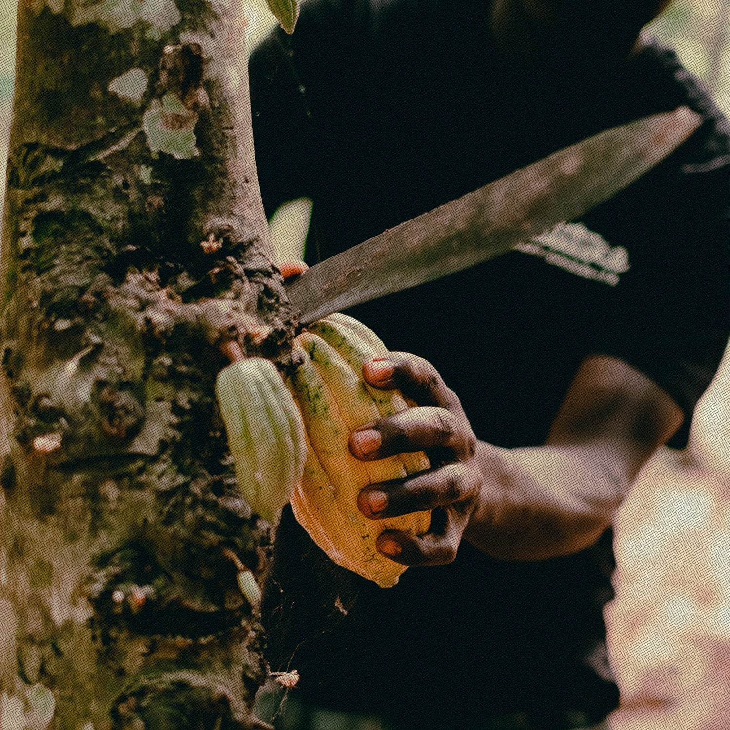 Explore Uganda Cacao