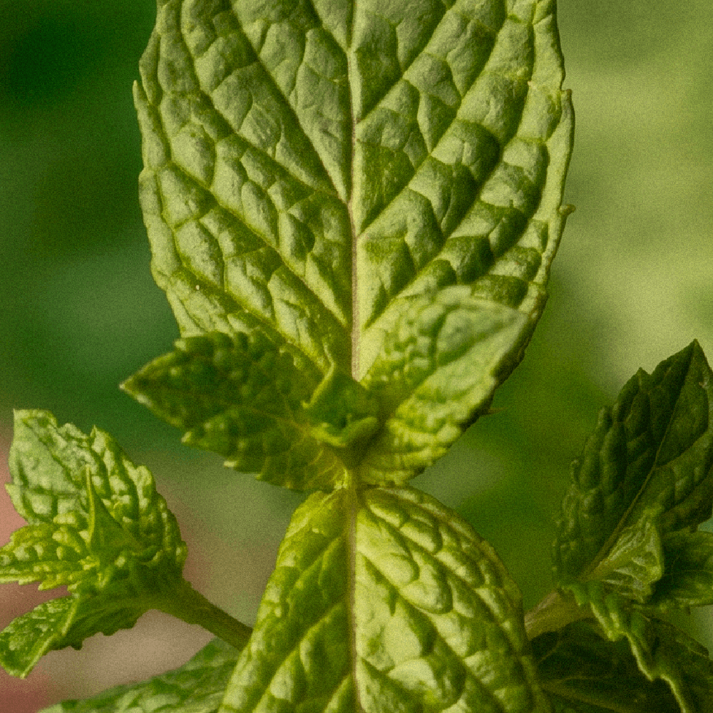 Mint Chocolate Chip – Limited Edition